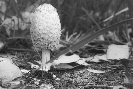 Young crested inkling growing on forest floor between moss and needles. Nature photo from woodの写真素材