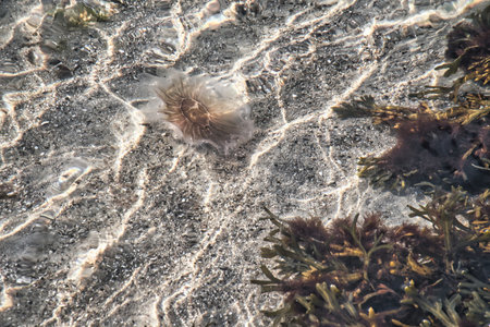Fire jellyfish on the coast swimming in salt water. Sand in the background in waves pattern. Animal photo from natureの写真素材
