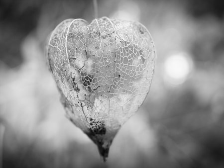 Physalis photographed in black and white, in which the lampion shell has disintegrated. View of the fruit inside. Vitamin rich fruit from the garden. Food for snackingの写真素材