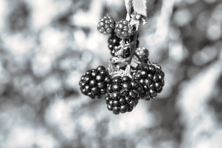 Blackberry in black and white on bush with bokeh. Blurred background. Vitamin rich fruit from the garden. Duck time of the fruit. Food photoの写真素材