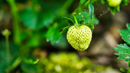 Strawberry plant with green strawberry in the garden. Fruit not yet ripe. Plant photo from natureの写真素材