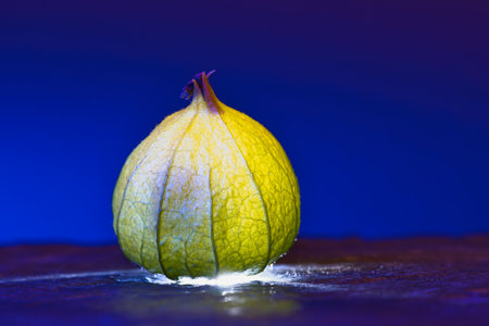 physalis on black wet ground. Lighted fruit. Vitamin C rich fruit. Structures shown in detail. Food photoの写真素材