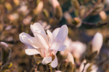 Magnolia blossom on a magnolia tree. Magnolia trees are a true splendor in the flowering season. An eye catcher in the landscapeの写真素材