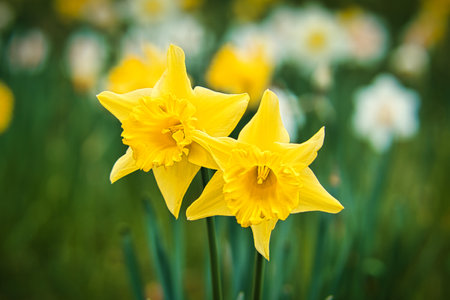 Daffodils with beautiful bokeh. nature photo. Flowers imageの写真素材