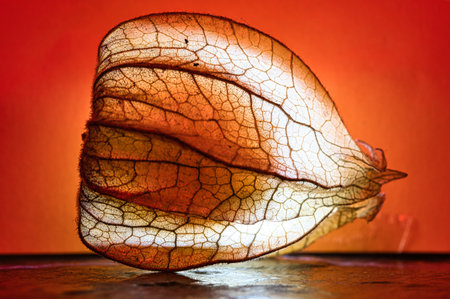 physalis, lit on black background, with orange background. Vitamin C rich fruit. Food photoの写真素材