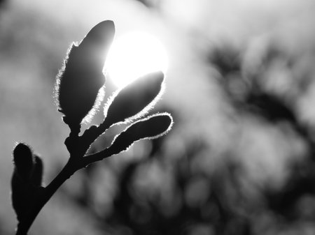 Magnolia buds on a magnolia tree taken in black and white with the moon in the background. Magnolia trees are a true splendor in the flowering season. An eye catcher in the landscapeの写真素材