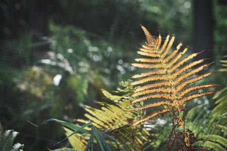 Yellow green fern leaf at autumn time with autumn light. Fern leaf in foreground. Light shines on...