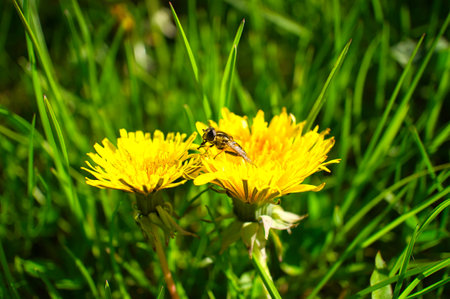 Dandelion or dandelion, also known as dandelion, with a bee on the flower. Yellow petals on your...