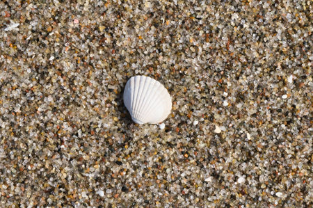 Shell in the sand on the beach of the Baltic Sea. Pebbles on the coast. Detail photo from nature
