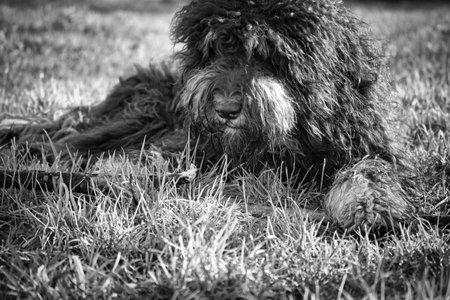 Black Goldendoodle lying on the meadow with stick in black and white taken. Faithful companion, which is also suitable as a therapy dog. Pet photo of a petの写真素材