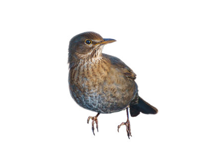 Birdthrush cropped. To use composing. Isolated animals. Brown feathers. Animal photoの写真素材