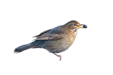 Birdthrush cropped. To use composing. Isolated animals. Brown feathers. Animal photoの写真素材
