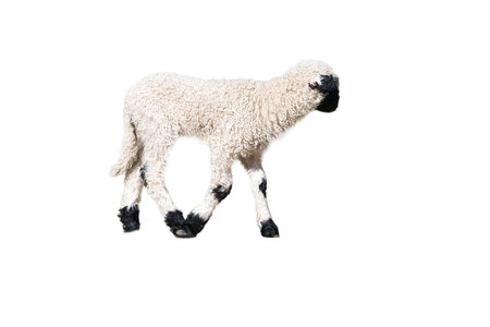 black and white lamb isolated, exposed to edit. Farm animal from the farm. Small mammal with wool. Baby animal from natureの写真素材
