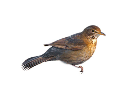 Birdthrush cropped. To use composing. Isolated animals. Brown feathers. Animal photo
