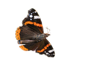 Admiral butterfly cropped for further processing for composing. Colorful delicate insect from nature. Animal photoの写真素材