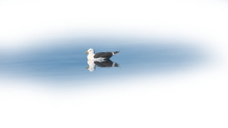 Seagull swims on the fjord in Norway in calm water. The sea bird is reflected in the water. Animal photo from Scandinaviaの写真素材