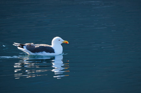 Seagull swims on the fjord in Norway in calm water. The sea bird is reflected in the water. Animal photo from Scandinaviaの写真素材