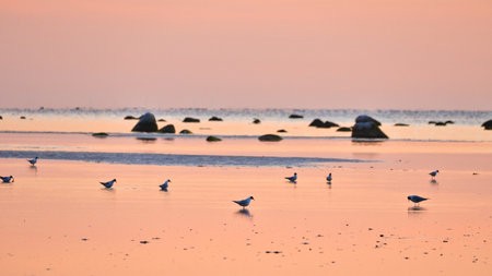 Seagulls at low tide in the sand on the coast of Poel at sunset. Pastel colors at evening hour....