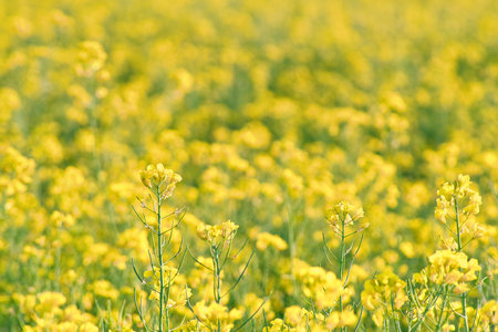 Rape with yellow flowers in the canola field. Foreground highlighted and blurred background. Product for edible oil and bio fuel. Nature from agriculture.の写真素材