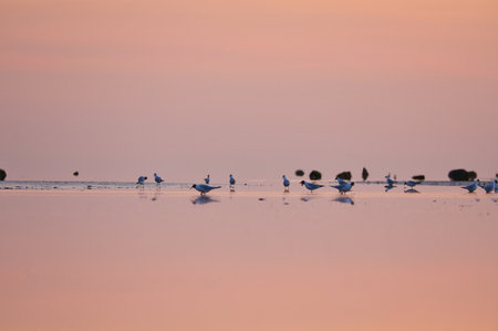 Seagulls at low tide in the sand on the coast of Poel at sunset. Pastel colors at evening hour....