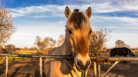 Fjord horse in portrait on a paddock at the gate. Norwegian horse breed. Powerful mammal. Animal photoの写真素材