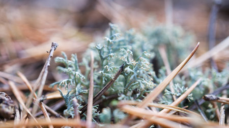 Cup lichen on the forest floor. Pine needles and moss. Macro shot from botany. Nature in the forestの写真素材