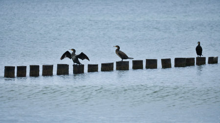 Cormorant on a groyne on the Baltic Sea. The birds dry their feathers in the sun. Waves in the sea...