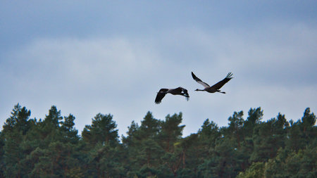 Two cranes fly over trees in a forest. Migratory birds on the Darss. Animal photo of birds from nature at the Baltic Sea.の写真素材