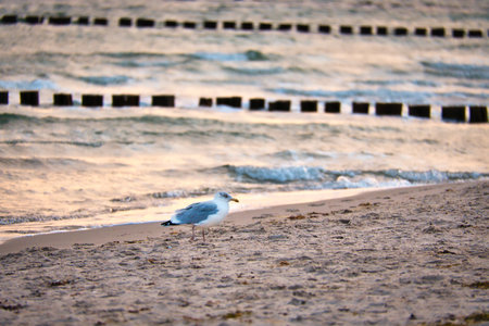 Seagull standing on the beach of the Baltic Sea. In the background groynes reaching into the sea. The sandy beach in the foreground. Bird photo from the coastの写真素材