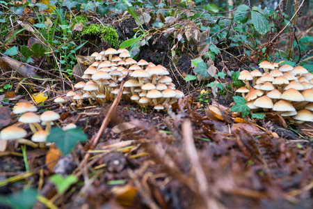 A group of mushrooms in the forest on the forest floor. Moss, pine needles on the ground. Autumn day...