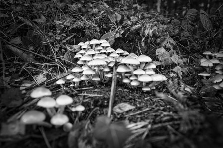 A group of mushrooms in the forest on the forest floor. Moss, pine needles on the ground. Autumn day looking for mushrooms. Macro shot from natureの写真素材