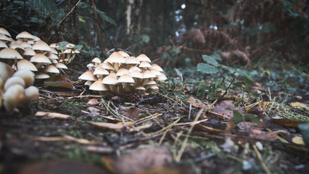 A group of mushrooms in the forest on the forest floor. Moss, pine needles on the ground. Autumn day looking for mushrooms. Macro shot from natureの写真素材
