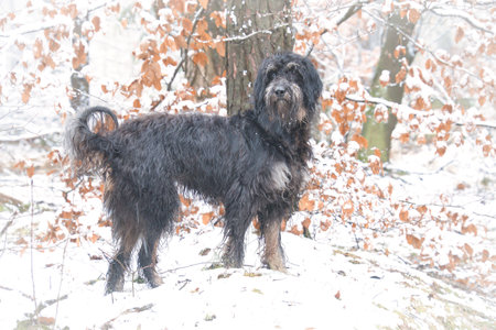 Goldendoodle in the snow. Snowy forest. Black curly fur with light brown markings. Animal photo in natureの写真素材
