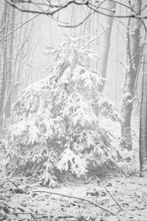 Snow-covered fir tree in a winter forest with snow. Coniferous forest covered in snow and frost. Landscape shot from the forestの写真素材