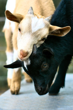 Goats playing with each other. Funny animal photo. Farm animals on the farm. Close-up animal photo