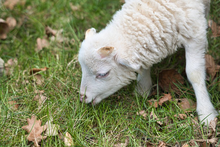 Easter lamb eating on a green meadow. White wool on a farm animal on a farm. Animal photo of a mammalの写真素材