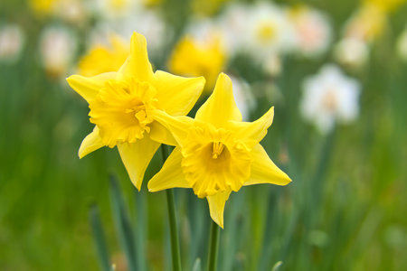 Daffodils at Easter time on a meadow. Yellow flowers shine against the green grass. Early bloomers that announce the spring. Plants photoの写真素材