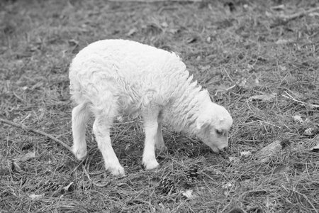 Easter lamb stands on a green meadow in black and white. White wool on a farm animal on a farm. Animal photoの写真素材