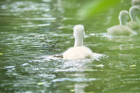 Mute swan chicks. Cute baby animal on the water. Fluffy grey and white plumage. Animal photo from natureの写真素材