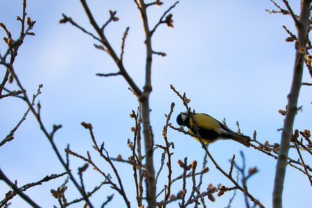 Great tit on branches in a bush. Bird species with black head and breast. Finch species. Animal photo from natureの写真素材