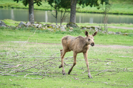 Moose baby in motion on a meadow. Young animal from the forest. Scandinaviaの写真素材