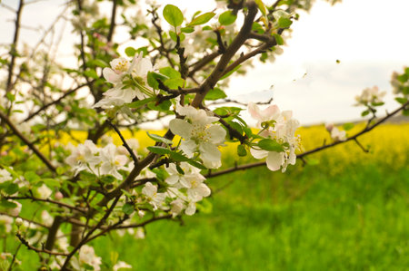 Apple blossoms on the branch of an apple tree. Fruit tree with buds and white-purple petals. Evening mood with warm light. Photo from agricultureの写真素材