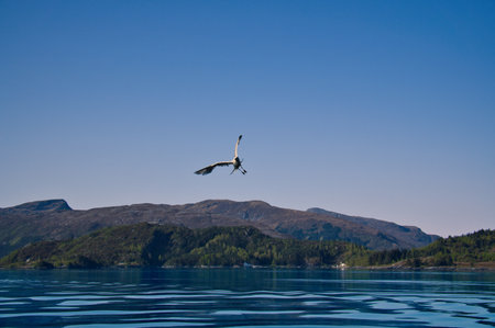Norwegian fjord landscape. Seagull flies in the blue sky. Mountains with rugged vegetation. Crystal clear water. Wildlife in Scandinaviaの写真素材