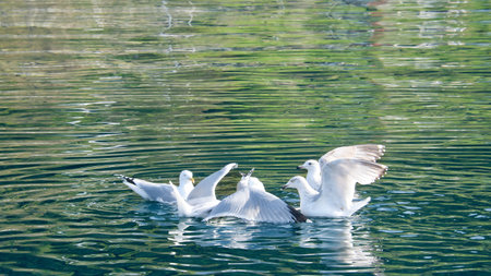 Seagulls in the crystal clear waters of the Norwegian Fjord. Drops of water ripple in the dynamic movement of the seabird. Animal photo from Scandinaviaの写真素材