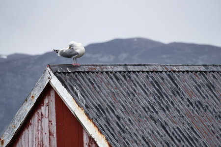 Seagull on a fisherman's house in Norway. Seabird in Scandinavia. Animal photo from nature in the northの写真素材