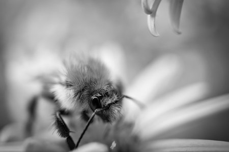 Bumblebee on a flower collecting nectar. Insect on a flower with pollen in nature. Animal photo