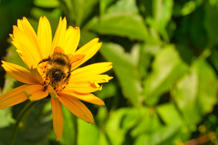 Bumblebee on a flower collecting nectar. Insect on a flower with pollen in nature. Animal photoの写真素材