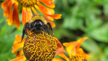Bumblebee on a flower collecting nectar. Insect on a flower with pollen in nature. Animal photoの写真素材