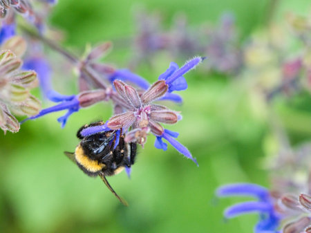 Bumblebee on a flower to collect nectar. Insect pollinating pollen in nature. Animal photoの写真素材