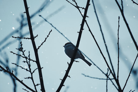 Willow tit on a branch in a bush. Bird species with black head and white breast. Finch species....